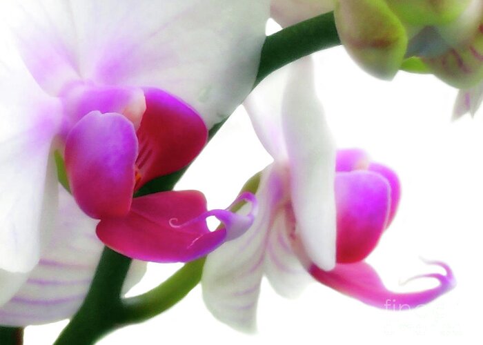 Orchid Greeting Card featuring the photograph Soft Glow Pink Orchid by Amy Dundon