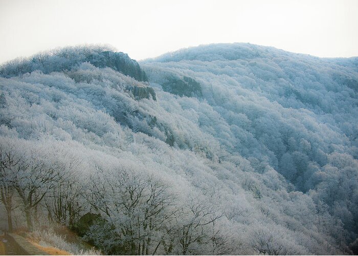 Blue Ridge Greeting Card featuring the photograph Soft Hoarfrost by Mark Duehmig