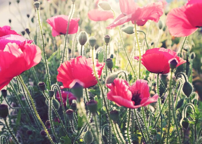Poppies Print Greeting Card featuring the photograph Solace by Lupen Grainne