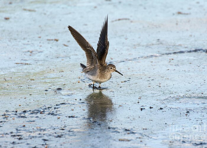 Solitary Sandpiper Greeting Card featuring the photograph Solitary Sandpiper with Wings Extended by Ilene Hoffman