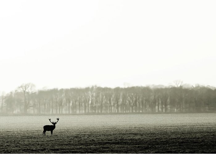 England Greeting Card featuring the photograph Solitary Stag In Black An White by Zeynep Thomas