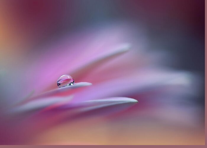 Flower Greeting Card featuring the photograph Sound Of Colors.. by Juliana Nan
