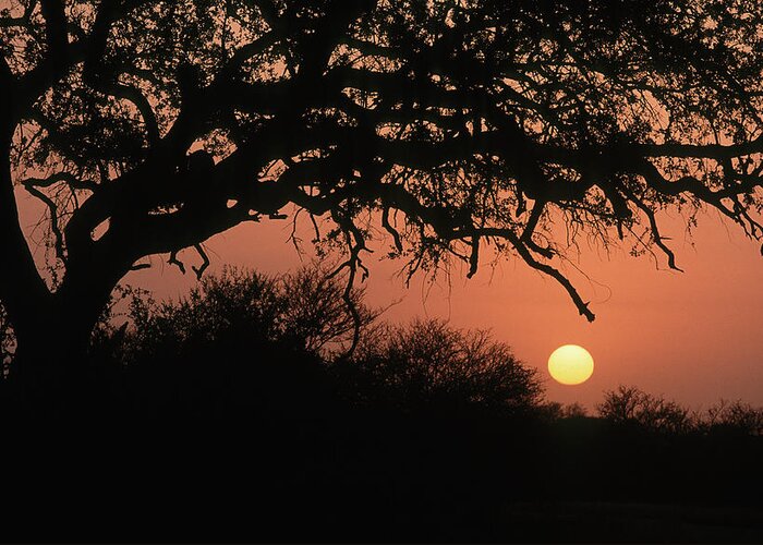 Sunrise Greeting Card featuring the photograph South Africa, Sunrise by Tropicalpixsingapore