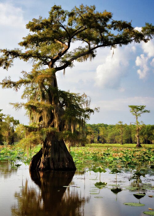 Bald Cypress Greeting Card featuring the photograph Southern Canopy by Lana Trussell