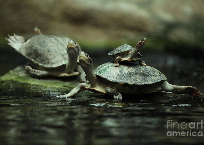 Pond Greeting Card featuring the photograph Southern River Terrapin Batagur by Vladimir Wrangel