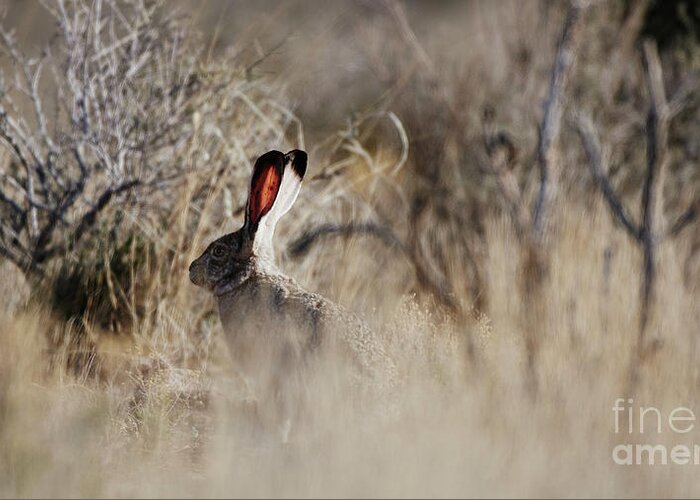 Desert Rabbit Greeting Card featuring the photograph Southwest Desert Hare by Robert WK Clark