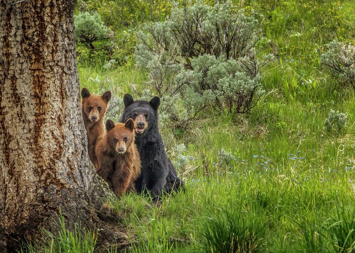 Black Bear Sow And Cinnamon Cubs Ynp Greeting Card featuring the photograph Sow And Cubs Family by Galloimages Online