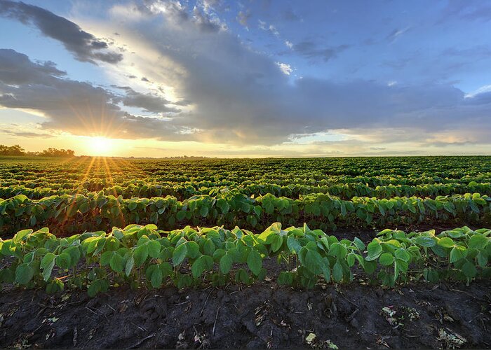 Season Greeting Card featuring the photograph Soybean Field At Sunrise by Hauged