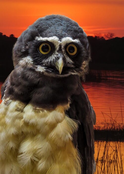 Owl Greeting Card featuring the photograph Spectacled owl by Zina Stromberg