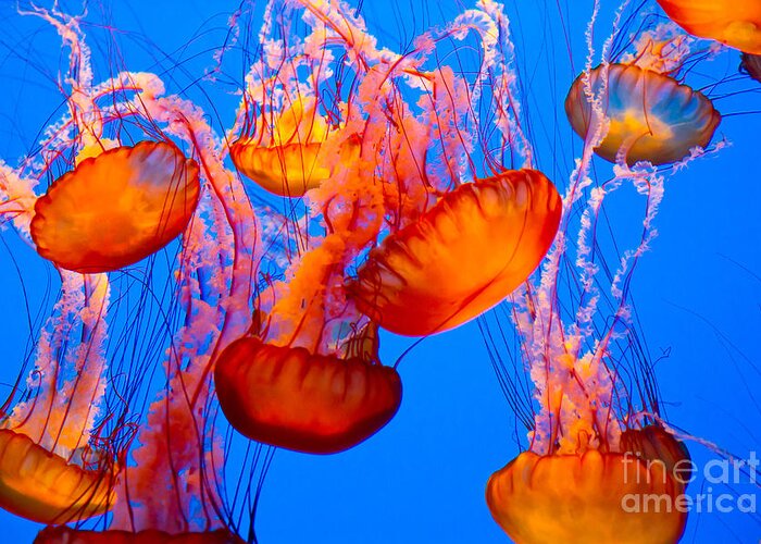 Deep Greeting Card featuring the photograph Spectacular Jellyfish by Bierchen