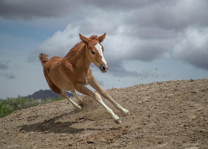 Horse Greeting Card featuring the photograph Speedster by Kent Keller