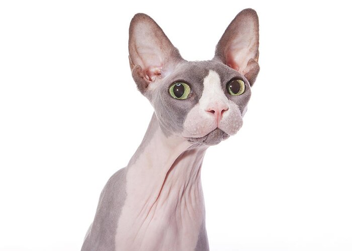 Pets Greeting Card featuring the photograph Sphynx Cat With Surprised Expression by Hollenderx2