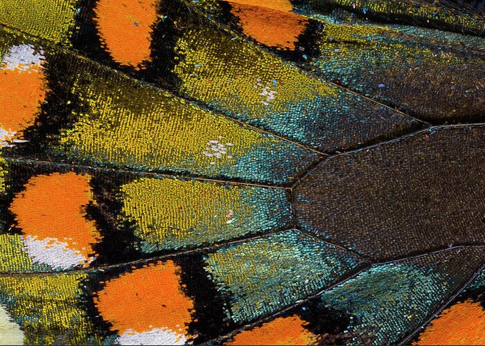 Natural Pattern Greeting Card featuring the photograph Spicebush Swallowtail Butterfly Wing by Darrell Gulin