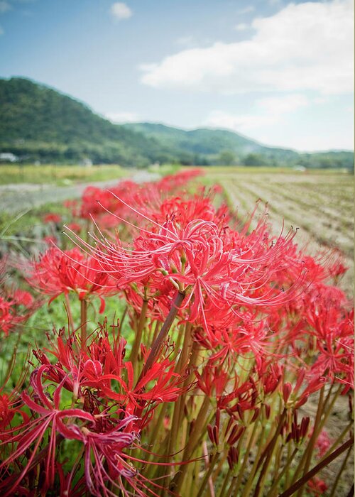 Spider Lily Greeting Card featuring the photograph Spider Lily by Yoshika Sakai