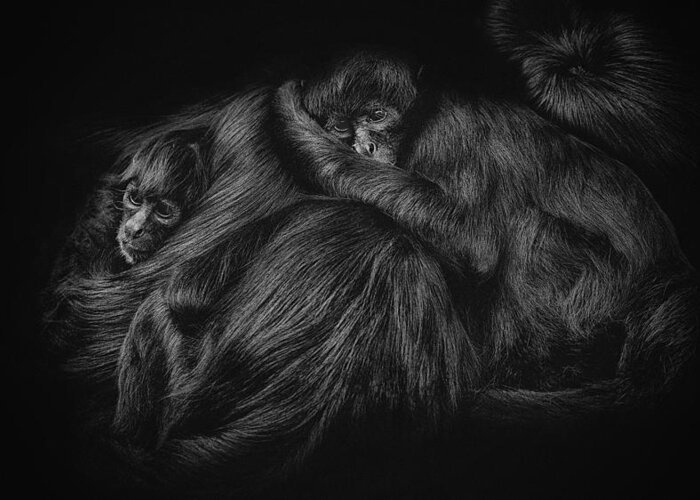 Monkey Greeting Card featuring the photograph Spider Monkeys by Paul Gs