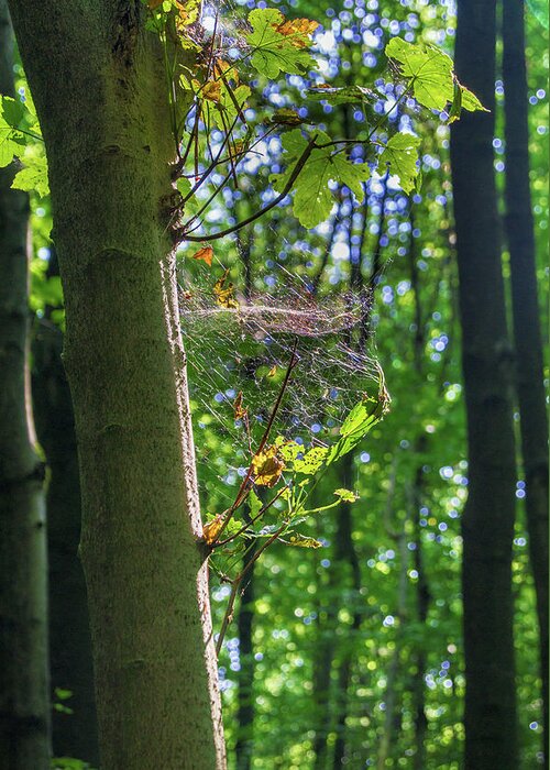 Spider Web Greeting Card featuring the photograph Spider web in a forest by Sun Travels