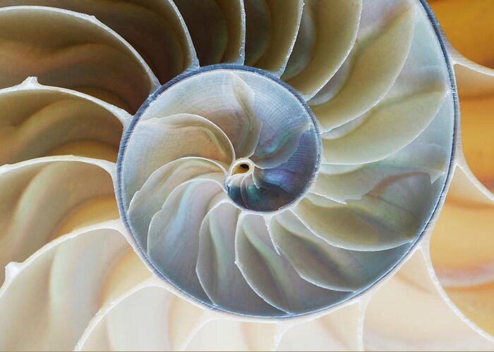 Animal Shell Greeting Card featuring the photograph Spiral Pattern Of Nautilus Shell by Mike Hill