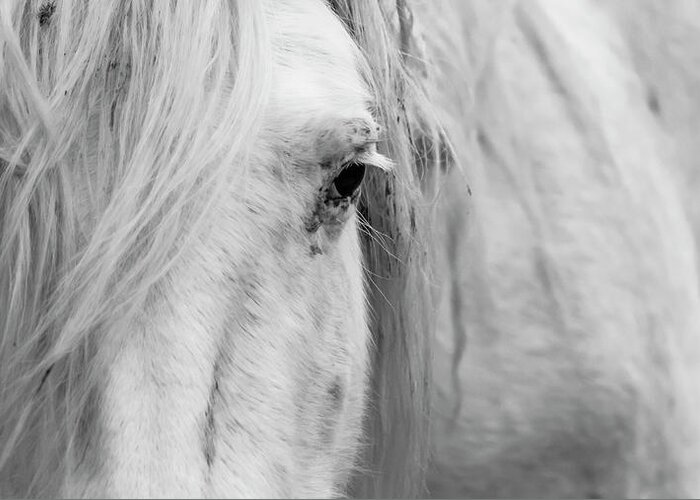 Wild Horse Greeting Card featuring the photograph Spirit of the Wild by Holly Ross