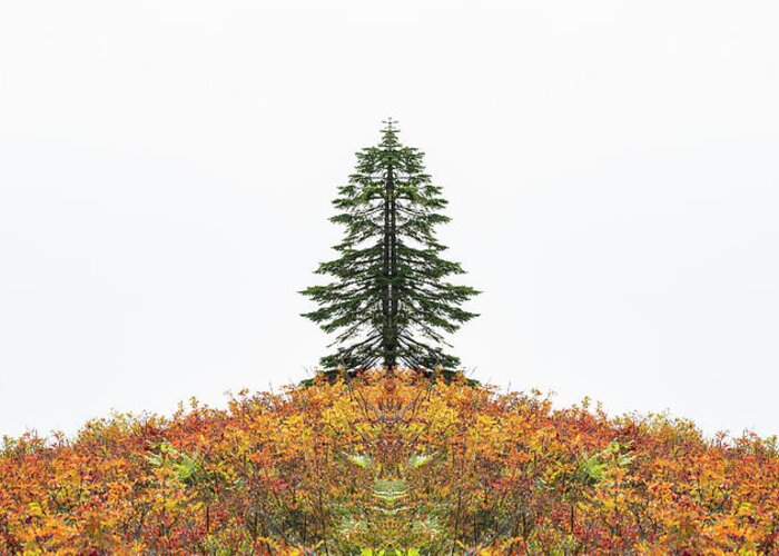 Fall Season Greeting Card featuring the digital art Split Tree by Pelo Blanco Photo