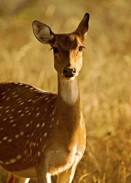 Ranthambore National Park Greeting Card featuring the photograph Spotted Deer Portrait by Aditya Singh