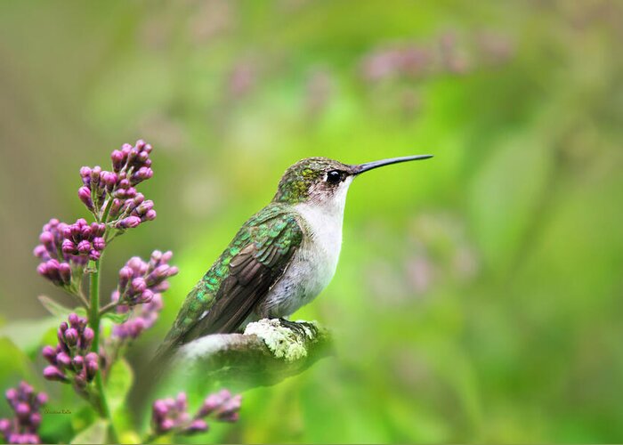 Hummingbird Greeting Card featuring the photograph Spring Beauty Ruby Throat Hummingbird by Christina Rollo