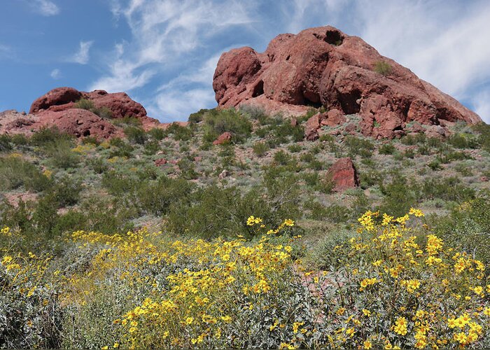 Spring Greeting Card featuring the photograph Spring Flowers at Papago Park by David T Wilkinson