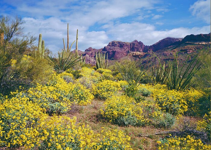 Saguaro Cactus Greeting Card featuring the photograph Spring In Arizona by Ron thomas