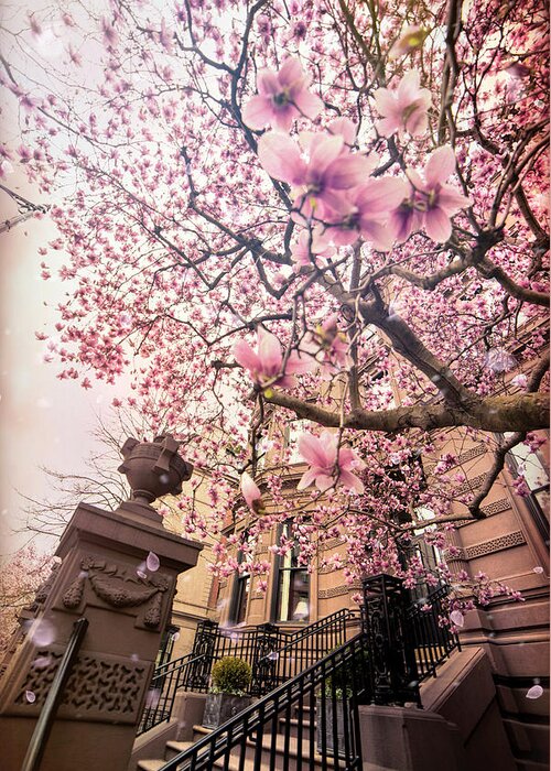 Magnolia Tree Greeting Card featuring the photograph Spring in Boston - Magnolia Tree by Joann Vitali