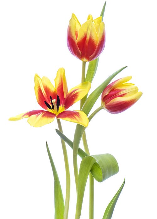 Tulips Greeting Card featuring the photograph Spring by Jacky Parker