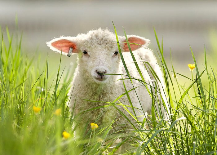 Lamb Greeting Card featuring the photograph Spring Lamb by Rachel Morrison