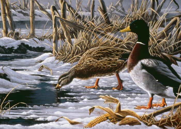 Mallard Ducks In A Snowy Corn Field Greeting Card featuring the painting Spring Thaw - Mallards by Wilhelm Goebel