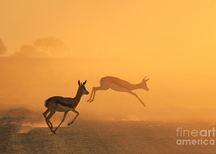 Splendor Greeting Card featuring the photograph Springbok - African Wildlife Background by Stacey Ann Alberts