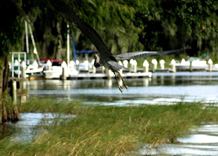 Square Greeting Card featuring the photograph Square Magnificent Wing Span of a Great Blue Heron by Philip And Robbie Bracco