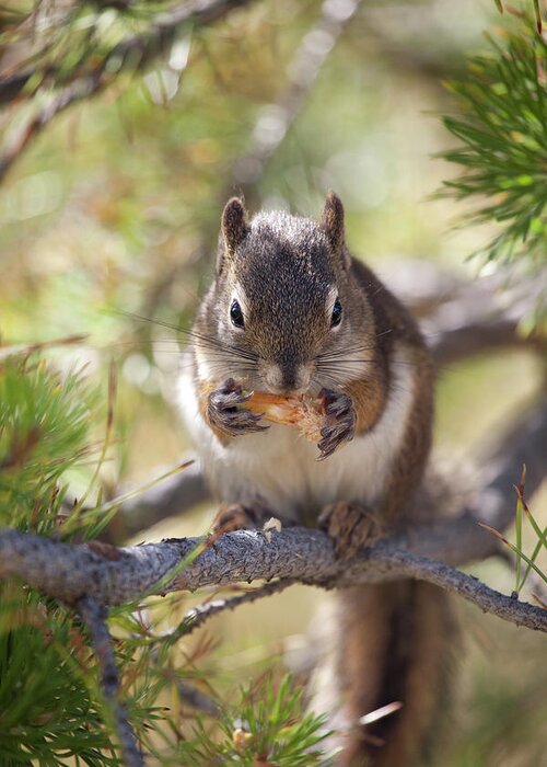Animal Themes Greeting Card featuring the photograph Squirrel Eating by Nathan Blaney