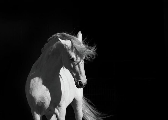 Horse Greeting Card featuring the photograph Stallion On Black by 66north