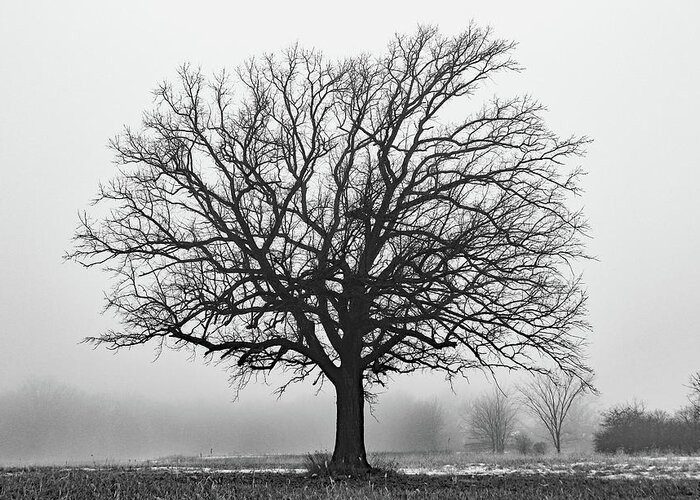 Bare Tree Greeting Card featuring the photograph Standing Out in the Fog B W by David T Wilkinson