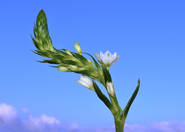  Star Of Bethlehem Greeting Card featuring the photograph Star Of Bethlehem. by Terence Davis