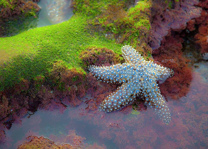 Closeup Image Of Starfish Greeting Card featuring the photograph Starfish in Sea Moss by Catherine Walters