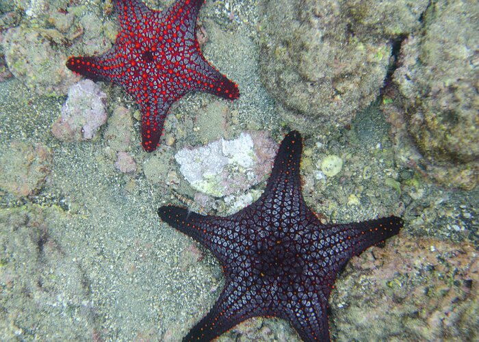 Underwater Greeting Card featuring the photograph Starfish Underwater by Keith Levit / Design Pics