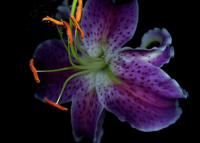 Black Background Greeting Card featuring the photograph Stargazer Lily by Photograph By Magda Indigo