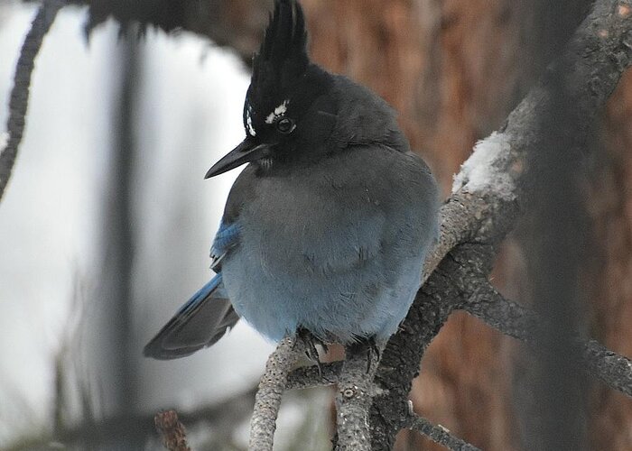 Stellar's Jay Greeting Card featuring the photograph Stellar's Jay in Pine by Dorrene BrownButterfield