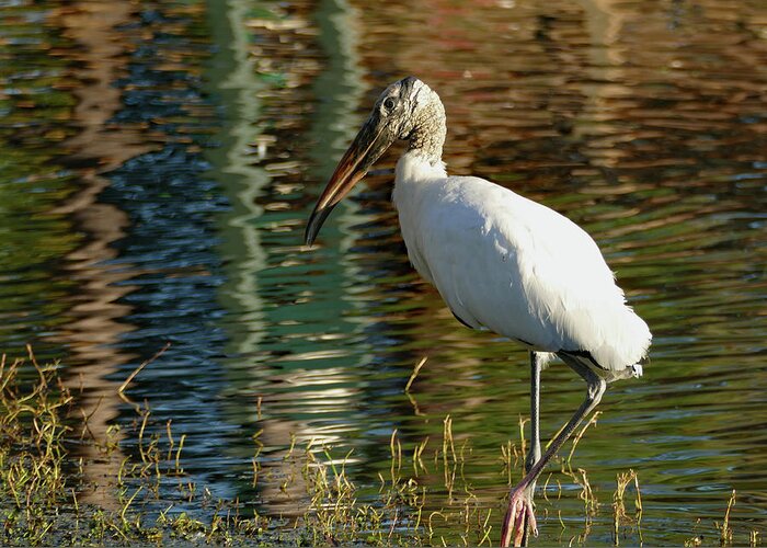 Stork Greeting Card featuring the photograph Stork on Rippled Waters by Margaret Zabor