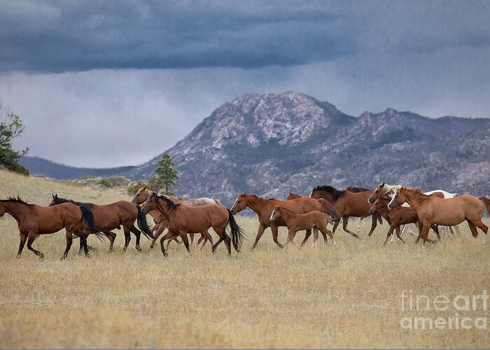 Mare And Foal Greeting Card featuring the photograph Storms Rolling In by Terri Cage