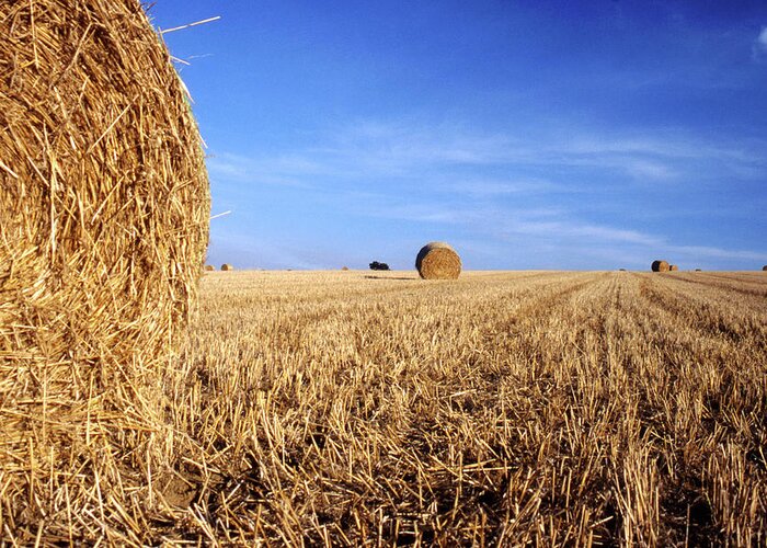 Straw Greeting Card featuring the photograph Straw bales in Summer by Nicholas Henfrey