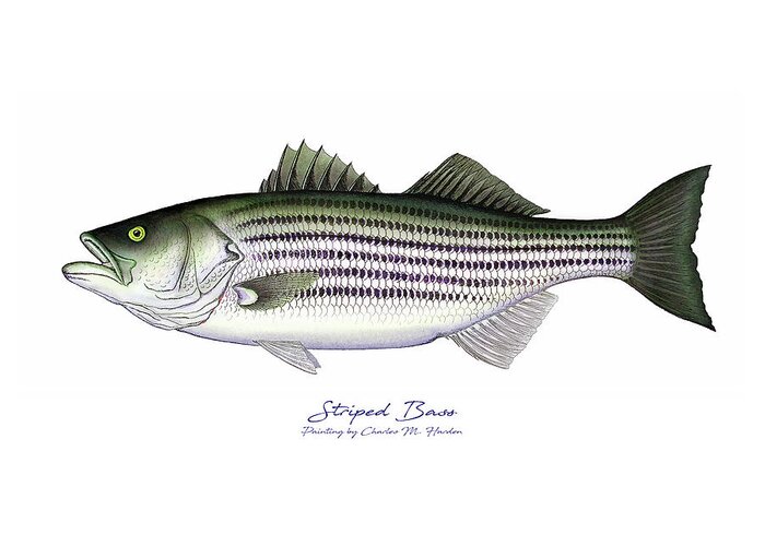 Striped Bass Art Greeting Card featuring the painting Striped Bass by Charles Harden