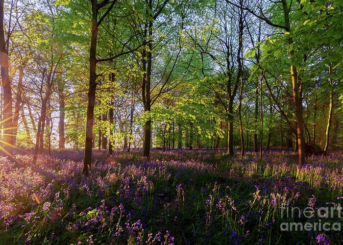 Bluebells Greeting Card featuring the photograph Stunning bluebells woodland at sunrise by Simon Bratt