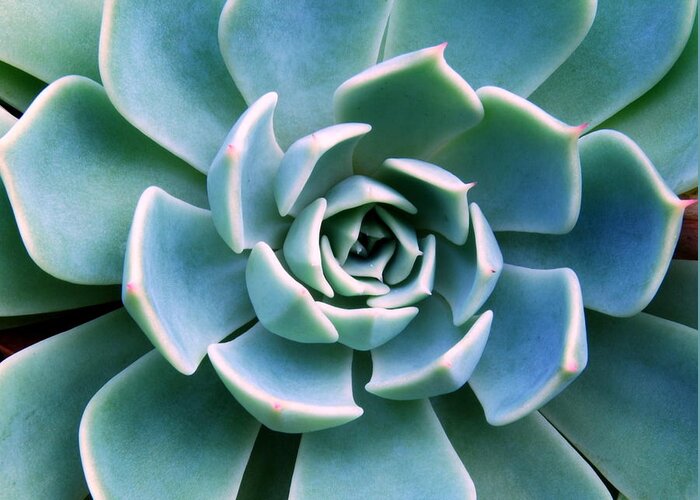 Petal Greeting Card featuring the photograph Succulent Echeveria by Linde1