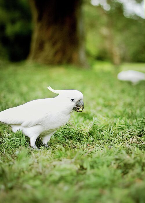 Grass Greeting Card featuring the photograph Sulphur Crested Cockatoo by Helen Yin