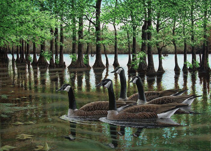 Geese Greeting Card featuring the painting Summer Among the Cypress by Anthony J Padgett