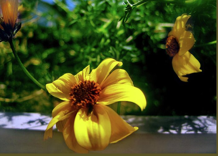 Yellow Flowers Greeting Card featuring the photograph Summer Balcony Garden Flowers 1 by Jaeda DeWalt